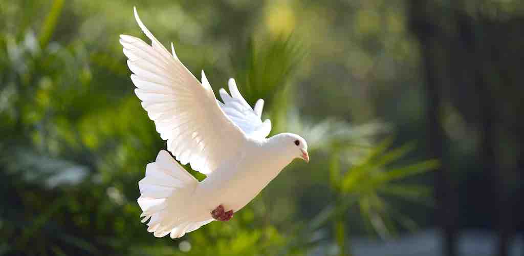 Colomba della pace 01