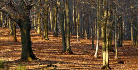 Il Parco dell'Adelasia